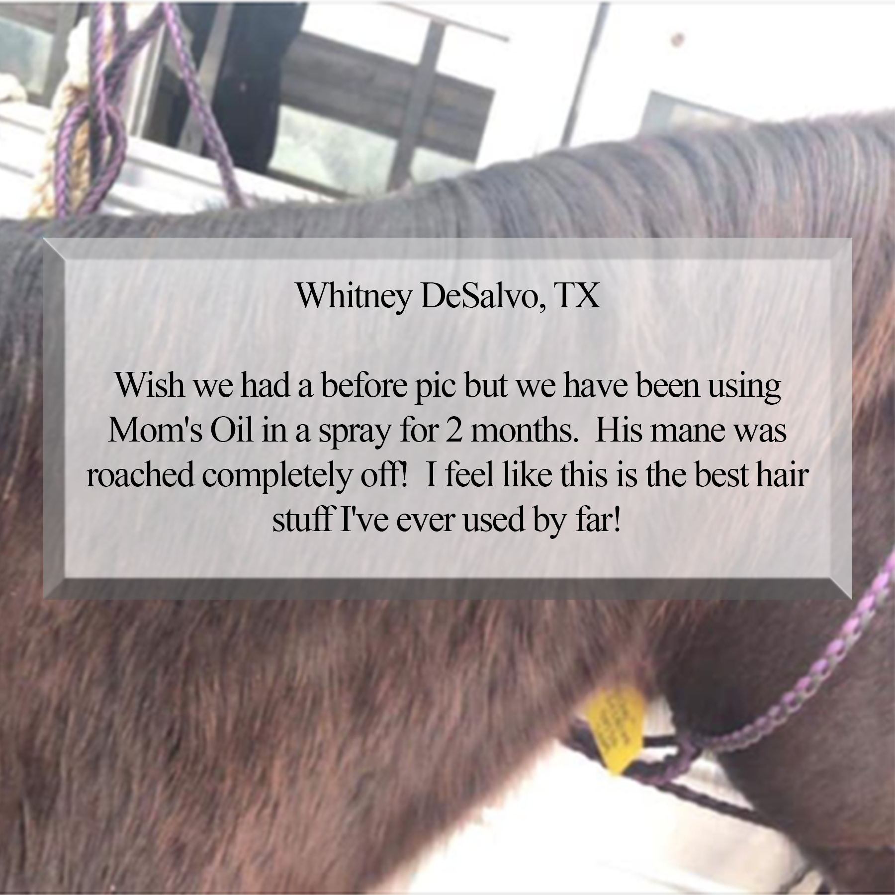 Wish we had a before pic but we have been using Mom's Oil for 2 months.  His mane was roached completely off!  I feel like this is the best hair stuff  I've used by far!  Whitney DeSalvo, TX